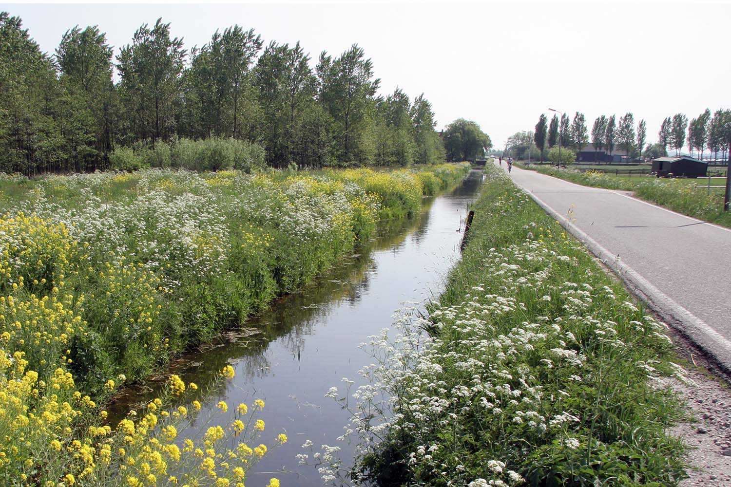 De weg Abtswoude (Delft-Kethel); links het Abtswoudse Bos en rechts boerenland