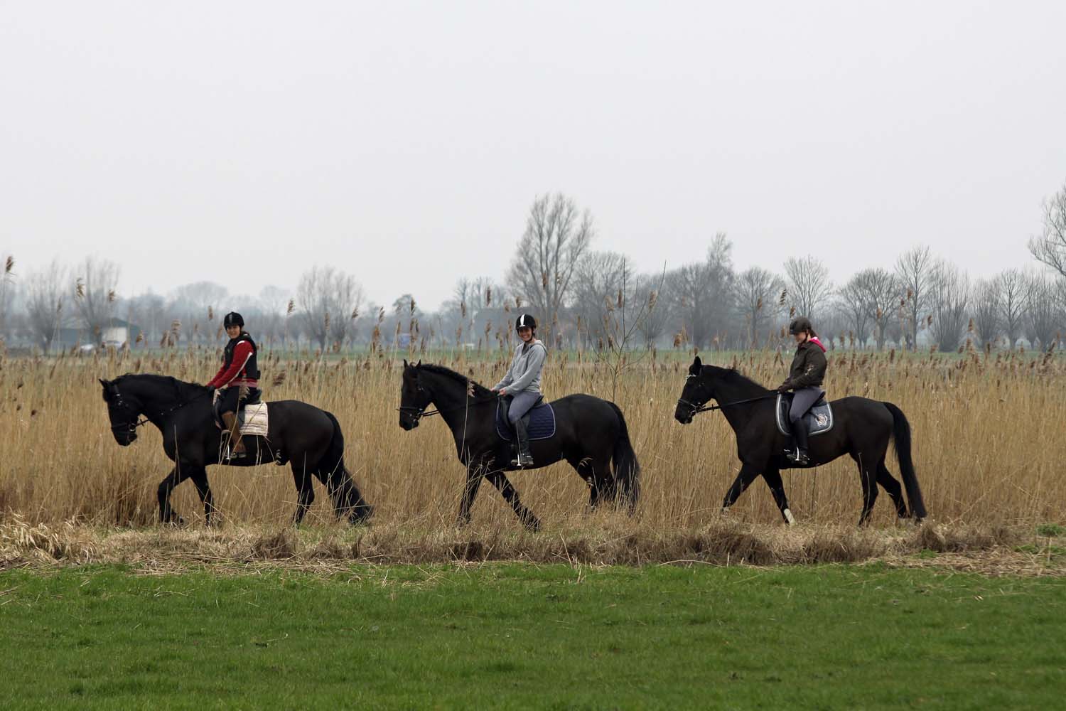 Paardensport in Midden-Delfland - Ruiterpaden