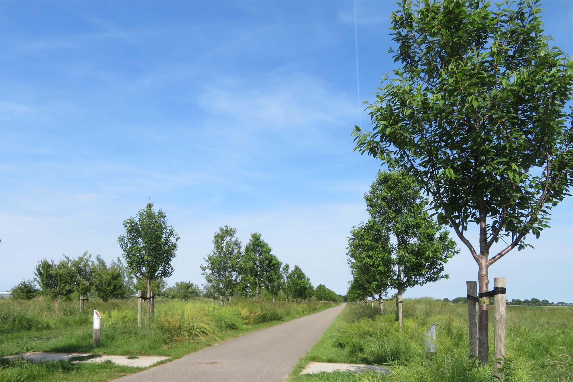 Kraaiennest